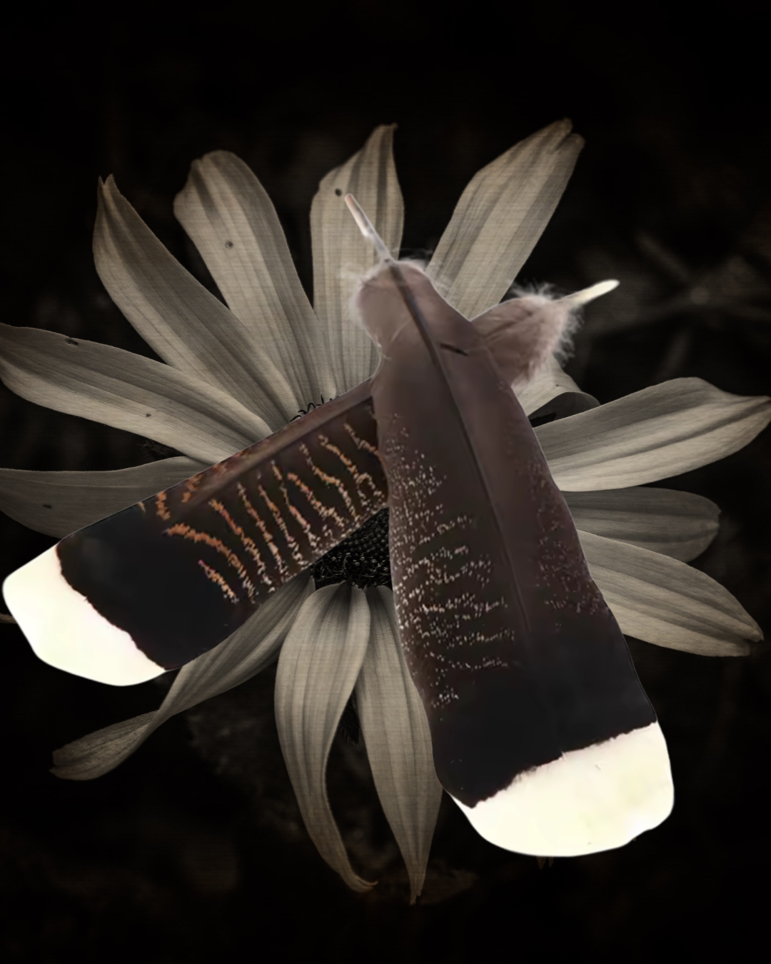 Natural Turkey Feathers for Ritual &amp; Smoke Cleansing | 10–12&quot; Spiritual Tools