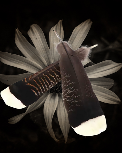 Natural Turkey Feathers for Ritual &amp; Smoke Cleansing | 10–12&quot; Spiritual Tools